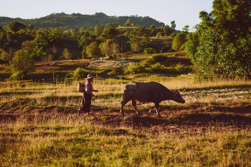 myanmar-farmer